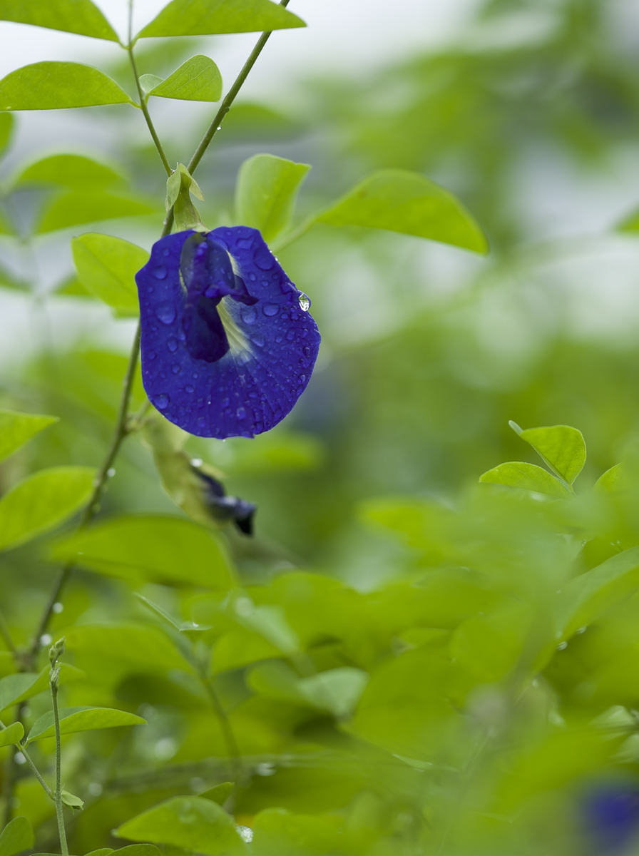 eine echt wunderschöne Blume die seltene blaue Schamblume ! 